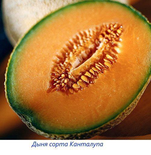 Cantaloupe meloen