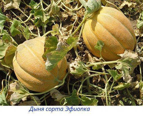 Meloenvariëteiten Ethiopka