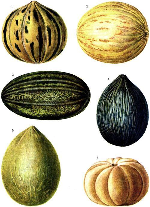 Populaire soorten meloenen