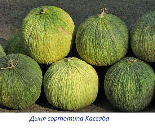 Meloenen van Kassaba-cultivar