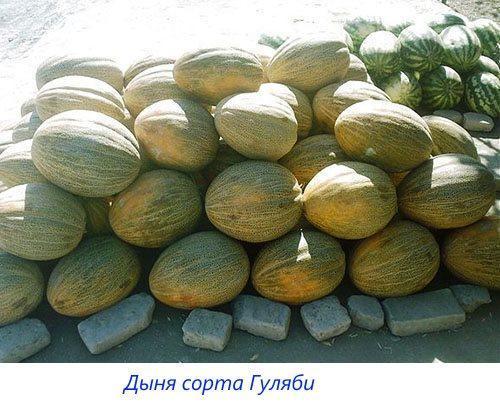 Meloen van de variëteit Gulabi