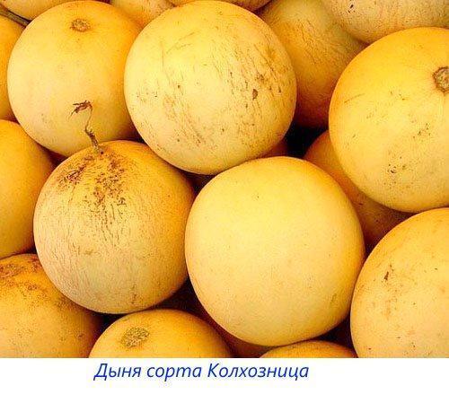 Meloensoorten Kolchoznitsa