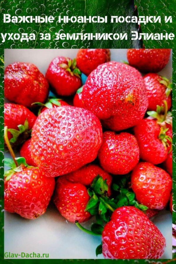 Eliane aardbeien planten en verzorgen