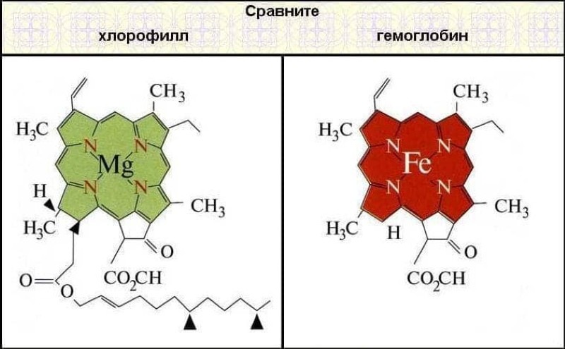 struktura molekula klorofila i hemoglobina