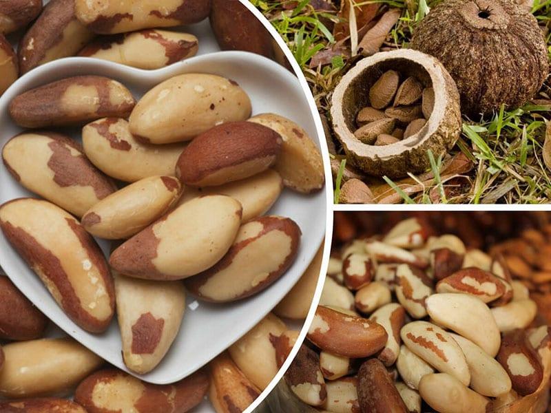 hoe zijn noten nuttig?
