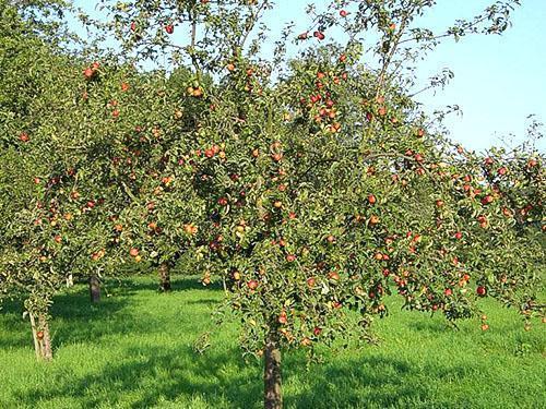 Vruchtende appelboomgaard