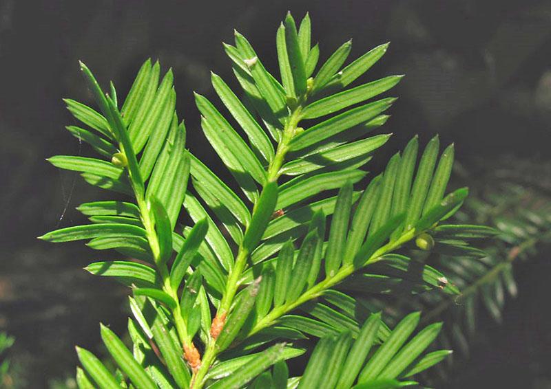 Canadese taxus