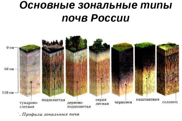 zonale bodemsoorten