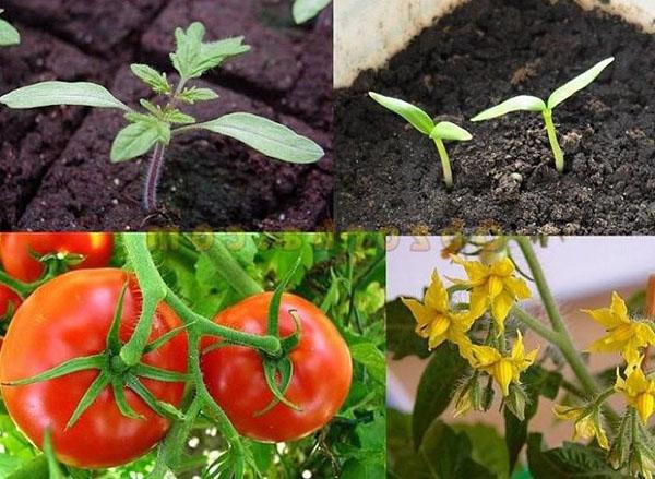 tomaten groeiseizoen