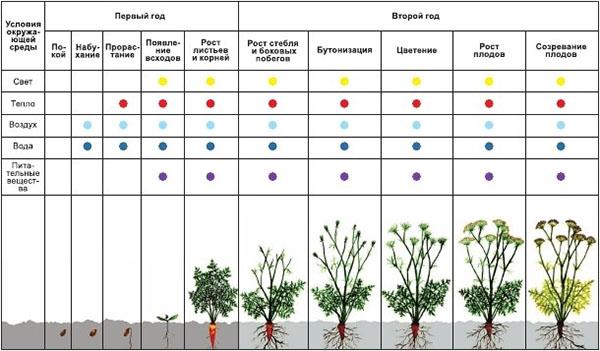 kenmerken van plantontwikkeling