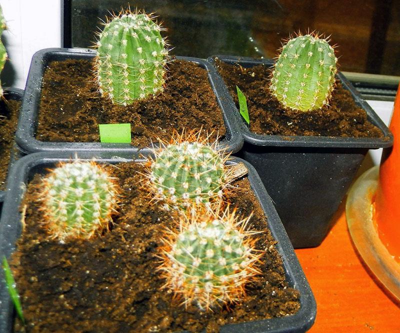 groeiende cactussen