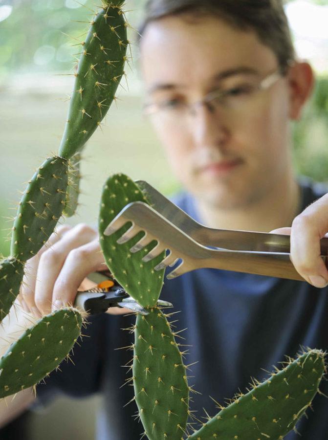 vegetatieve vermeerdering van cactus door stekken