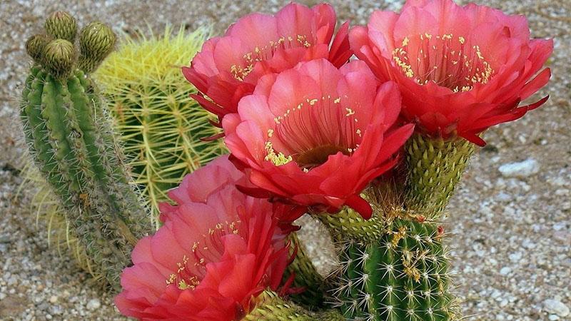 hoe je je favoriete cactus kunt vermeerderen?