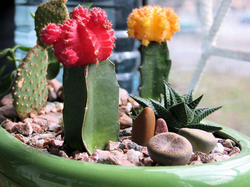 vegetatieve vermeerdering van cactus door enten