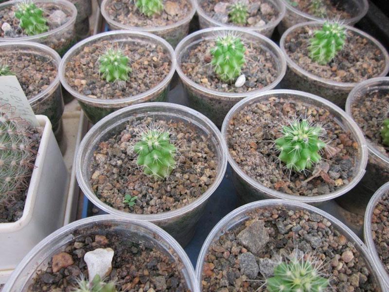 vegetatieve vermeerdering van cactus door zaden