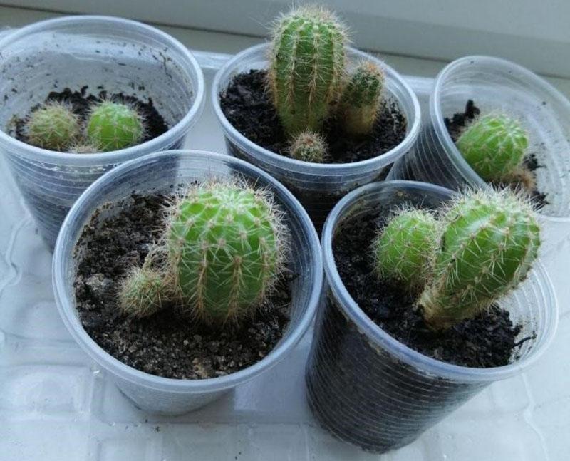 vegetatieve vermeerdering van cactus door kinderen