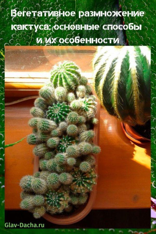 vegetatieve vermeerdering van cactus
