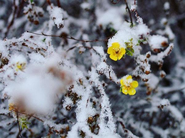 Potentilla bloeit onder de sneeuw