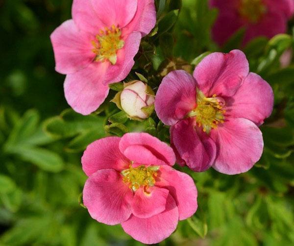 roze bloemen wateraardbei