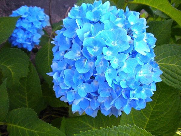 blauwe hortensia bloemen