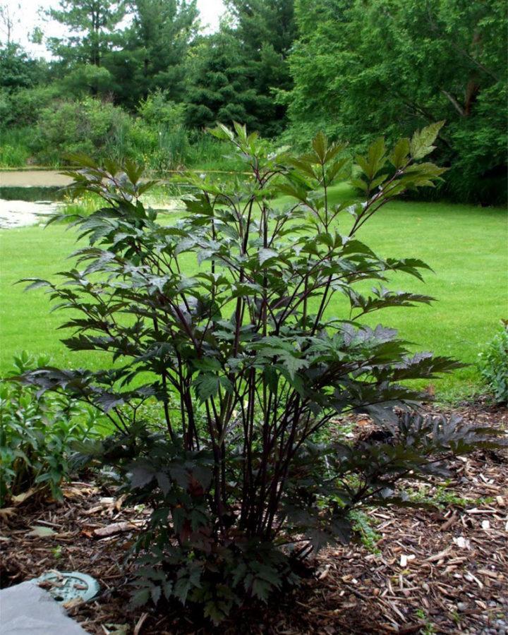 grote zwarte cohosh bush