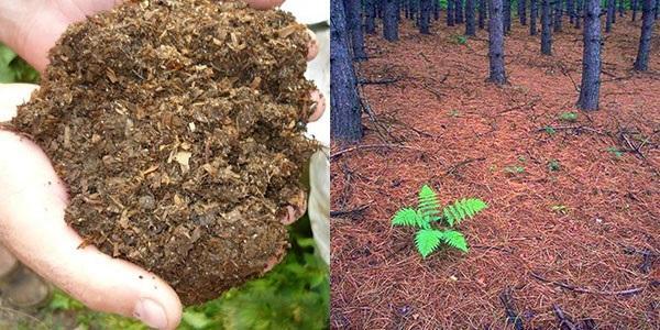 korištenje humusa i listopadnog tla
