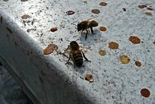 Prvi let pčela