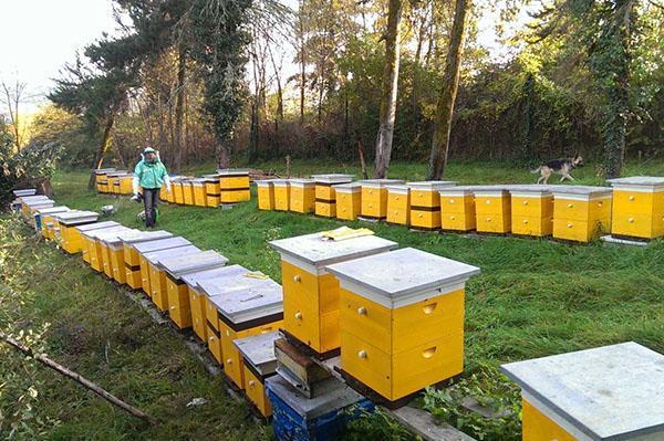 Uređenje pčelinjaka