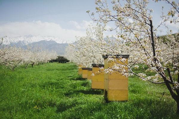 Postavljanje pčelinjaka u vrtu