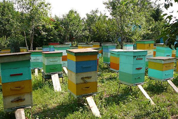 Pravilno izvedeni pripremni radovi na pčelinjaku pružit će dobar mito