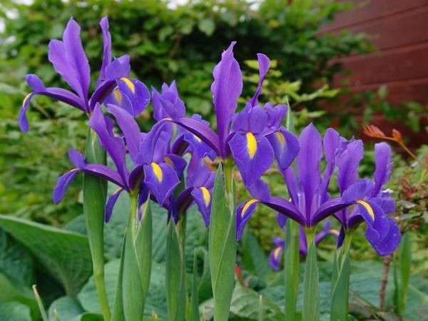 delicate irissen in de tuin