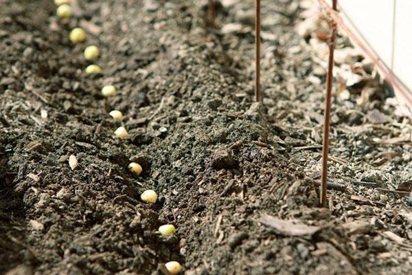sadnju sjemena graška na otvorenom tlu