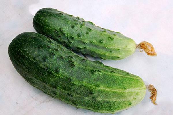komkommers van verschillende groottes