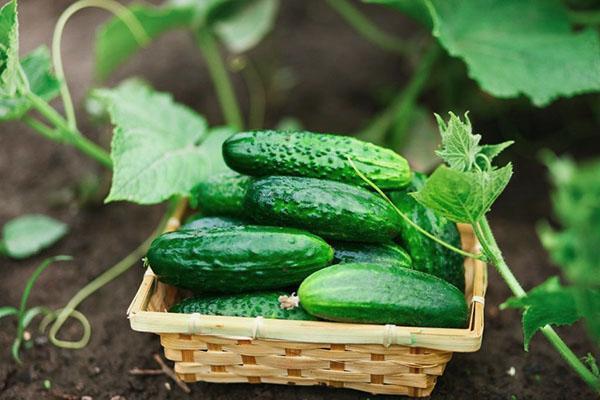 de beste soorten komkommers voor de middelste baan