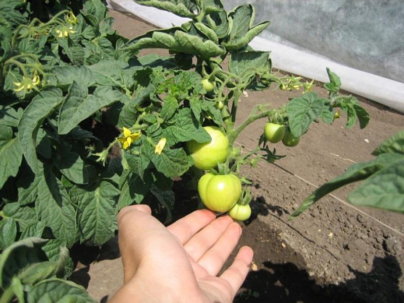 gevormde vruchten van tomaten