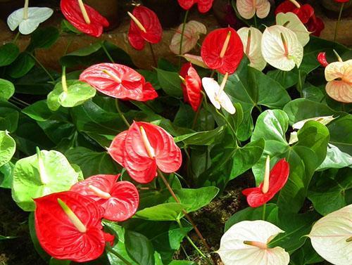 Rode bloeiwijze van anthurium