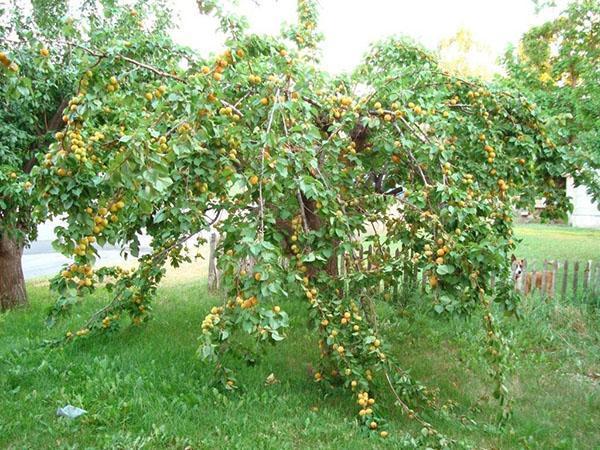 gezoneerd abrikozenras voor de regio Moskou