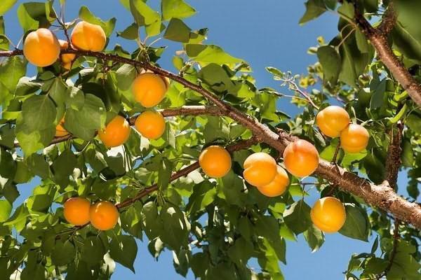 oogst van abrikozen in de buitenwijken