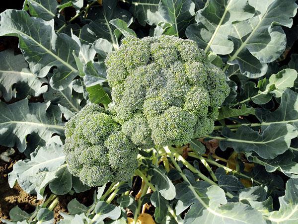 soorten koolbroccoli