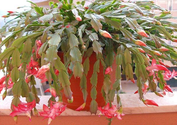 zygocactus Russeliana