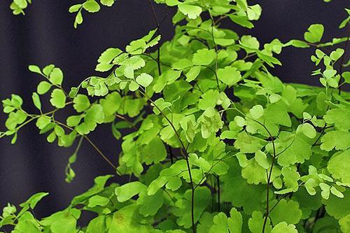 Zelje i korijenje paprati ublažavaju simptome alkoholnog i kemijskog trovanja