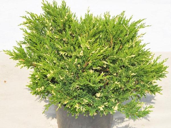 jeneverbes andorra variegata