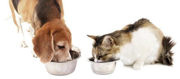 zdrava hrana za pse i mačke