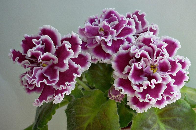 hypoallergene violette bloemen