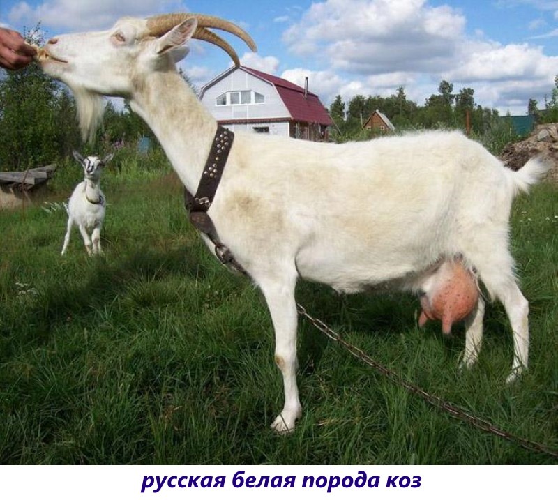 Russisch wit geitenras