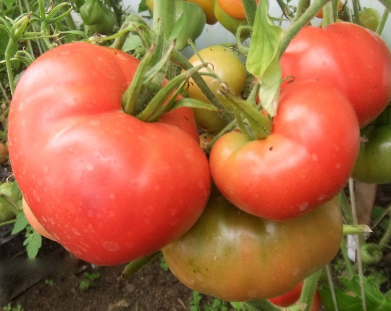 krupnoplodna rajčica Čudo od zemlje