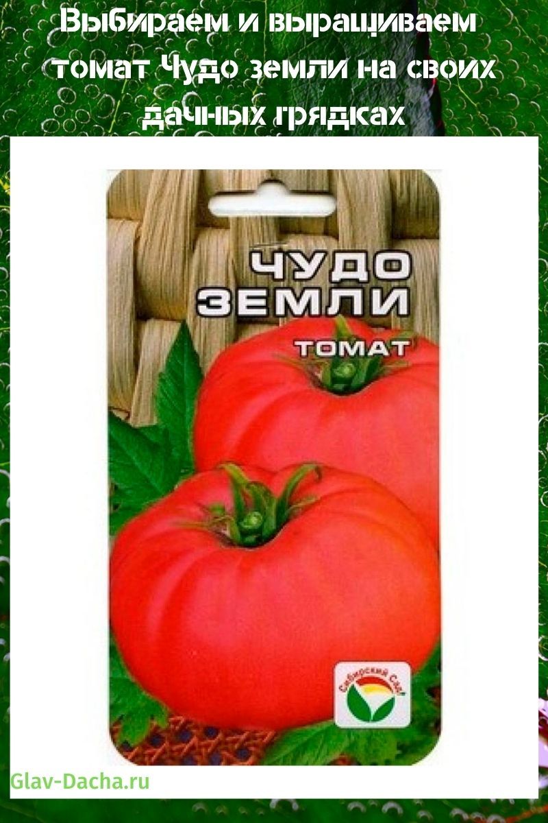 rajčica čudo od zemlje