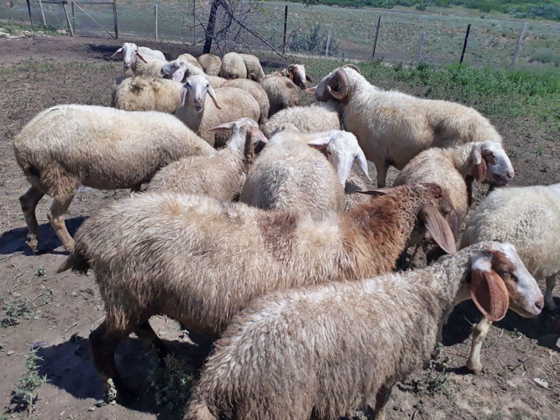 Israëlisch schapenras Assaf