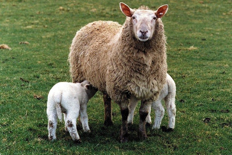 schapen met lammetjes