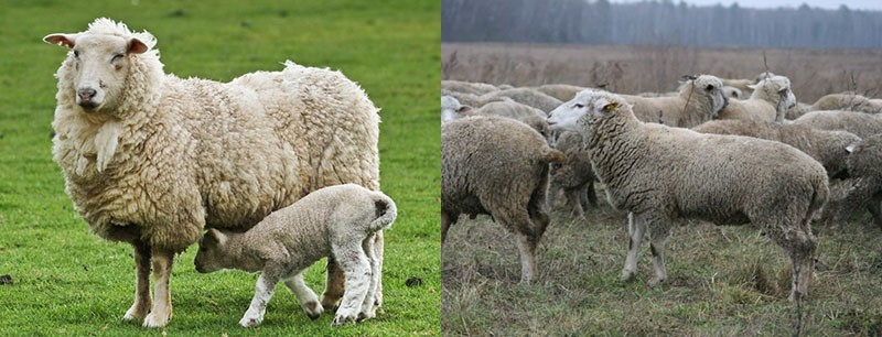 Qigai schapenras
